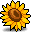 太阳花