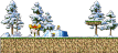 Cold Forest 4