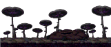 Fungos Forest Edge